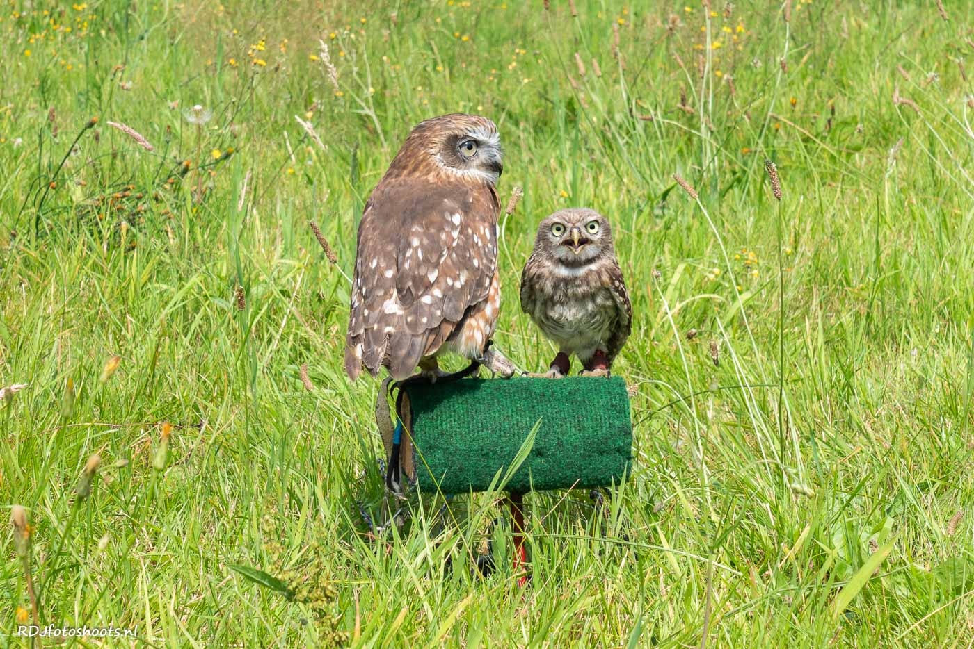 tfp dieren: Kleine uil en uilskuiken