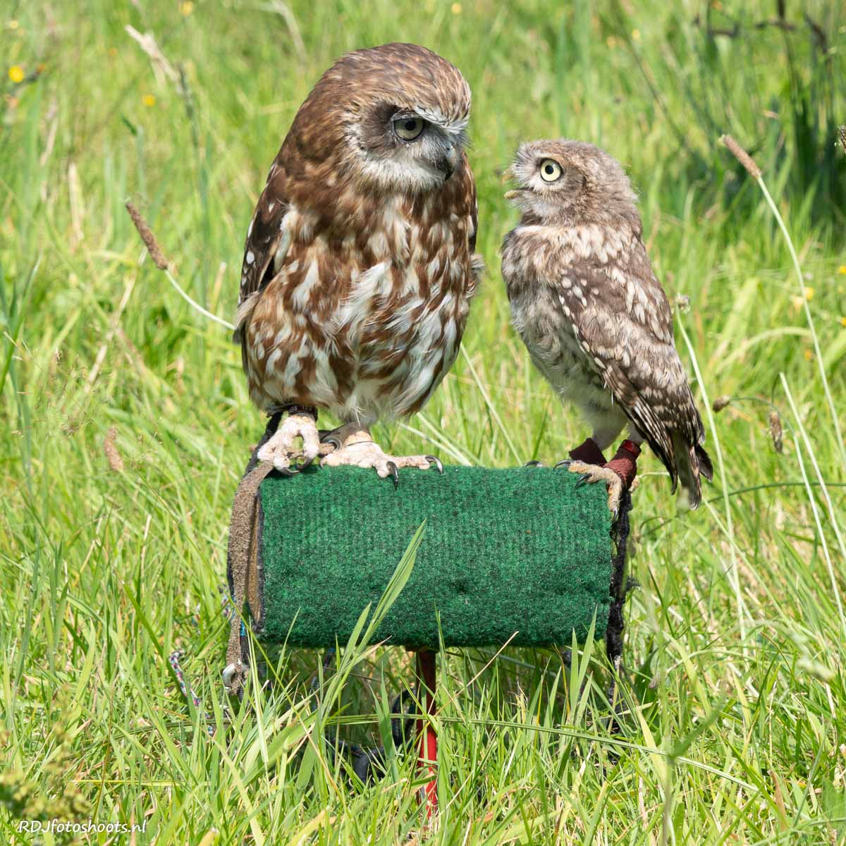 tfp dieren: Kleine uil en uilskuiken