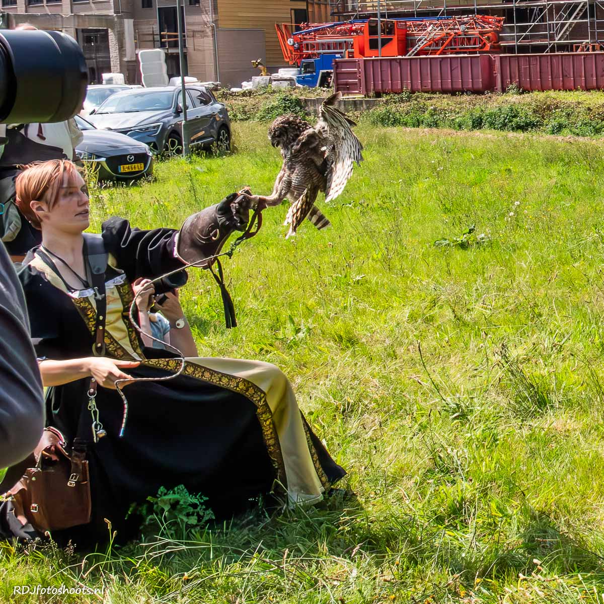 tfp dieren: De uil vliegt